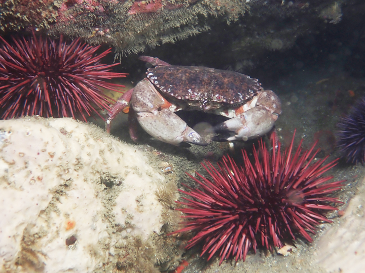 rock crab and sea urchins